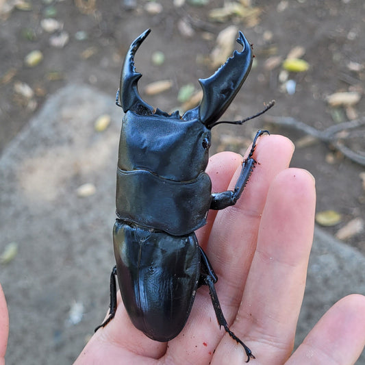 Furious Stag Beetle (Dorcus titanus yasuokai)