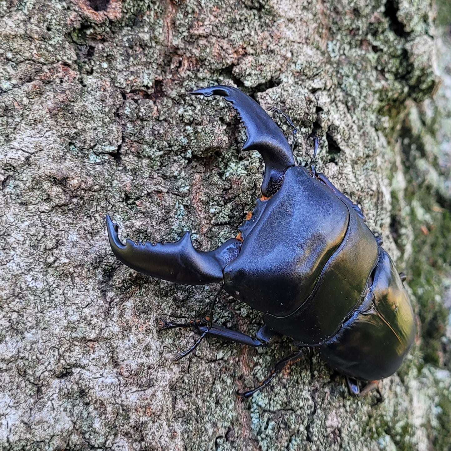 Furious Stag Beetle (Dorcus titanus yasuokai)