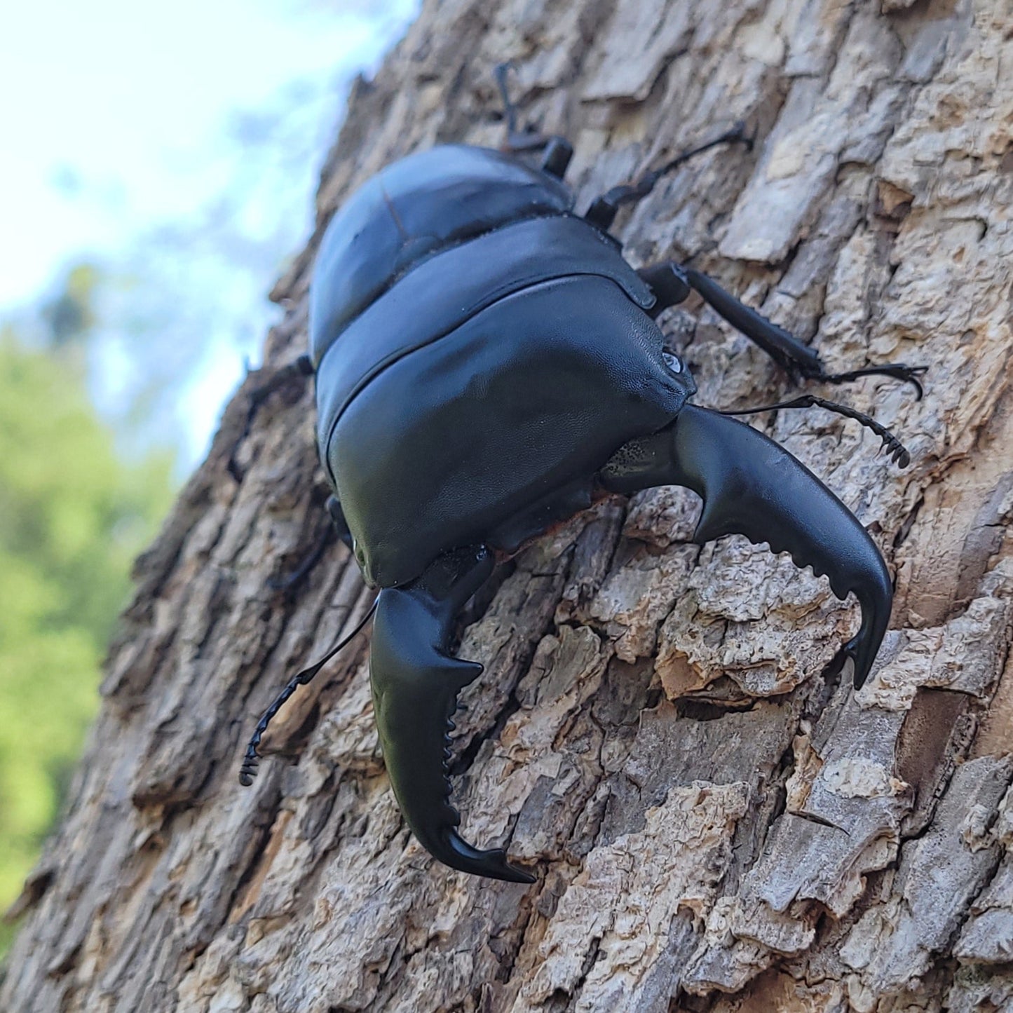 Furious Stag Beetle (Dorcus titanus yasuokai)