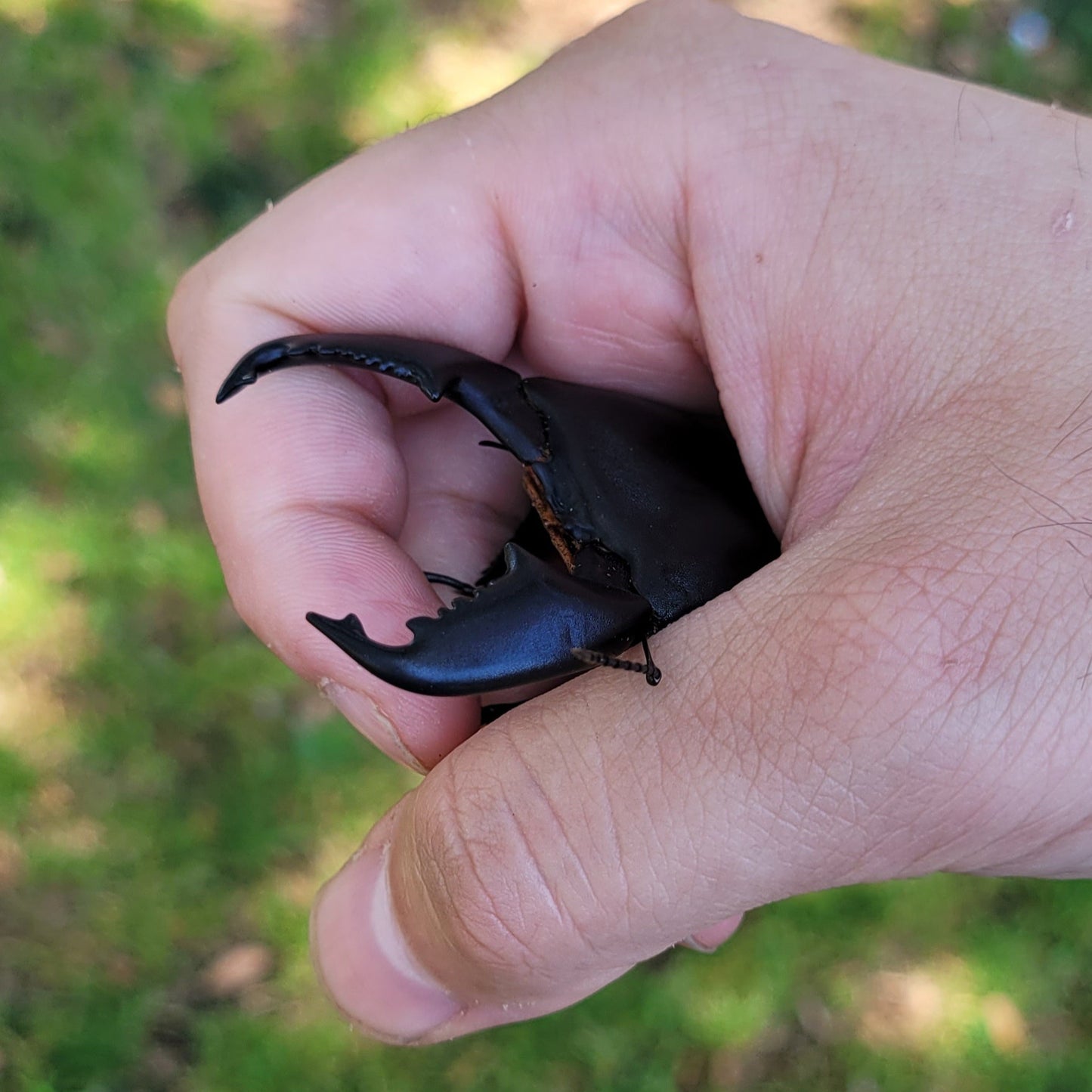 Furious Stag Beetle (Dorcus titanus yasuokai)