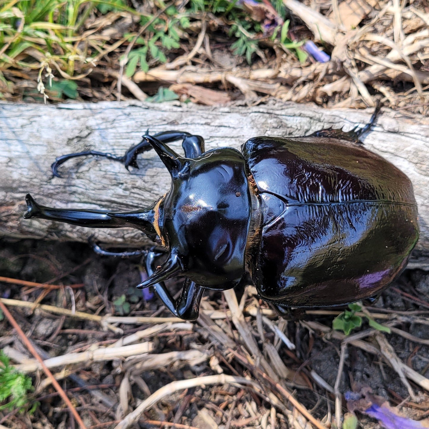 Mars Rhino Beetle (Megasoma mars)