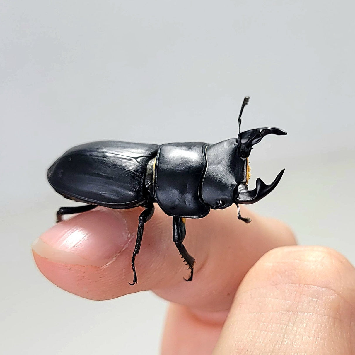 Dorcus Musimon