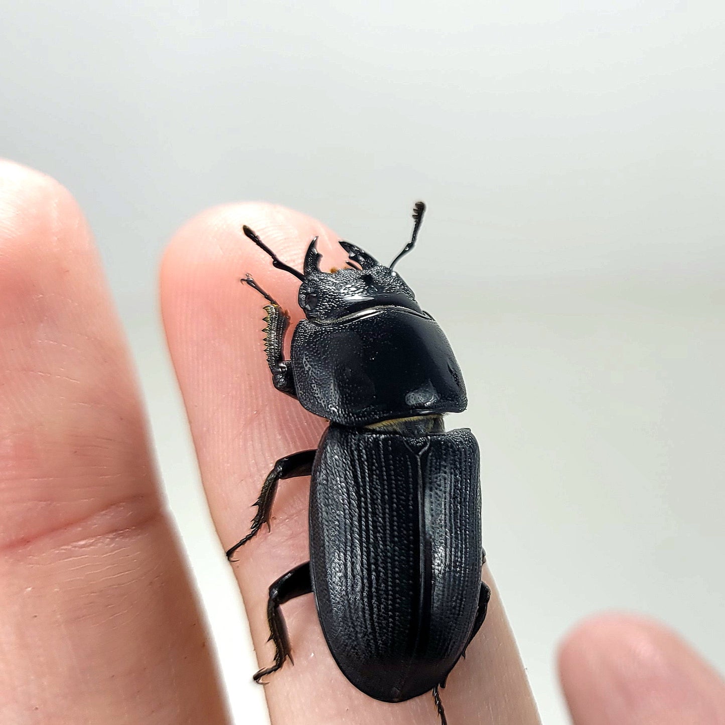 Dorcus Musimon