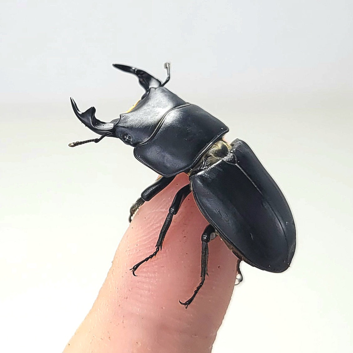 Musimon Dorcus Musimon – James' Beetle Farm