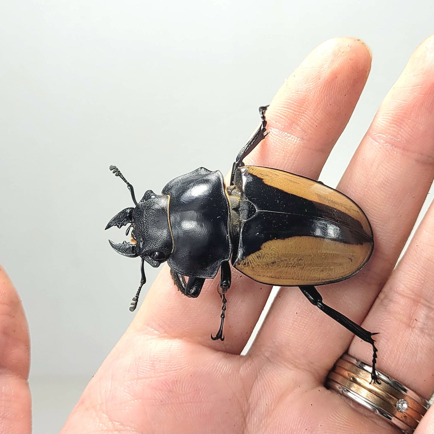 Overlord Ghost Stag Beetle (Odontolabis burmeisteri)