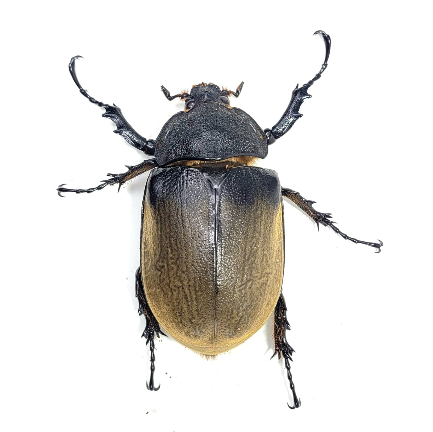 The Elephant Beetle (Megasoma elephas elephas)