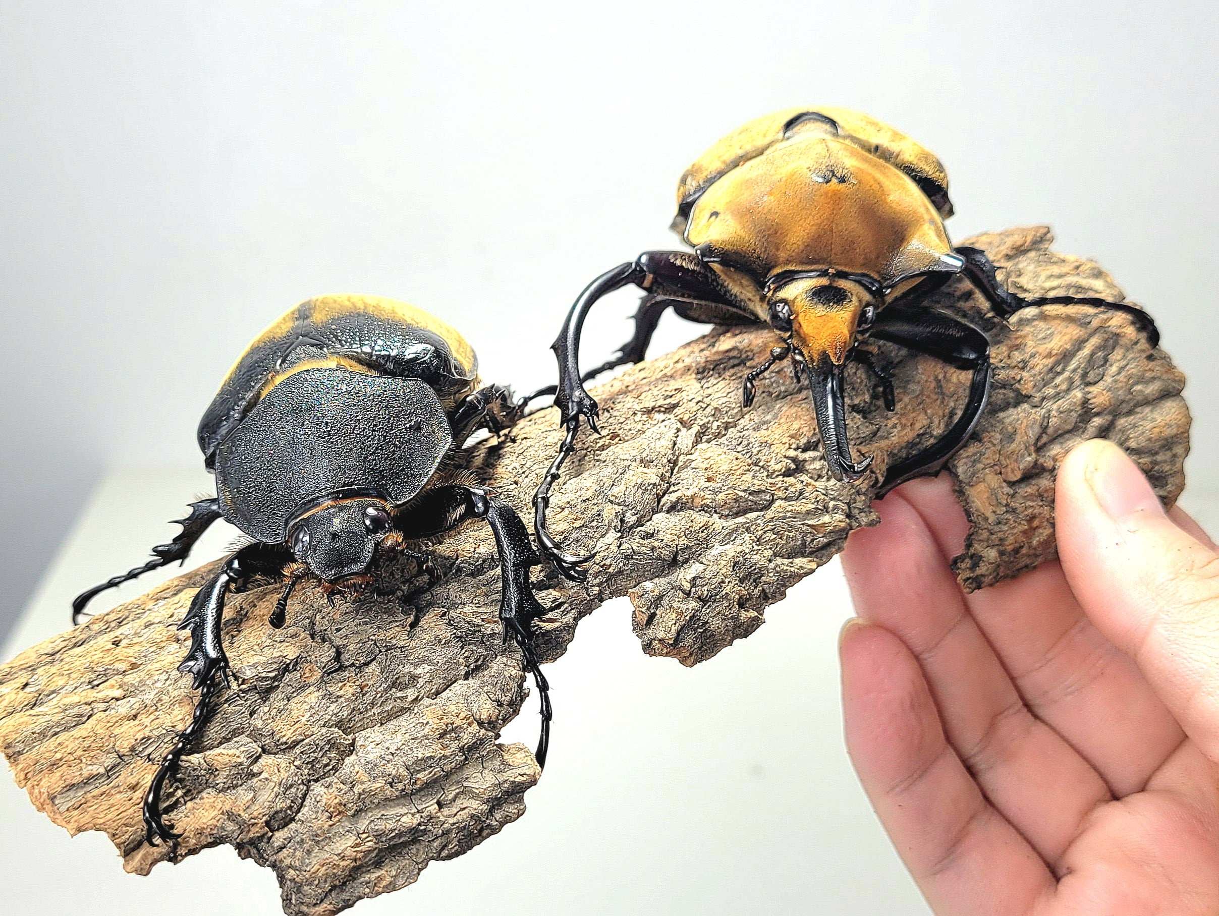 Elephant Insect The Elephant Beetle (Megasoma elephas elephas) – James' Beetle Farm