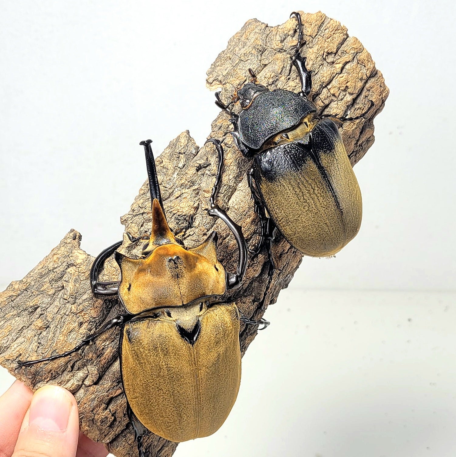 Elephant Insect The Elephant Beetle (Megasoma elephas elephas) – James' Beetle Farm