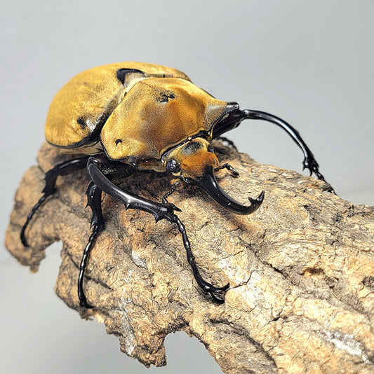 The Elephant Beetle (Megasoma elephas elephas)