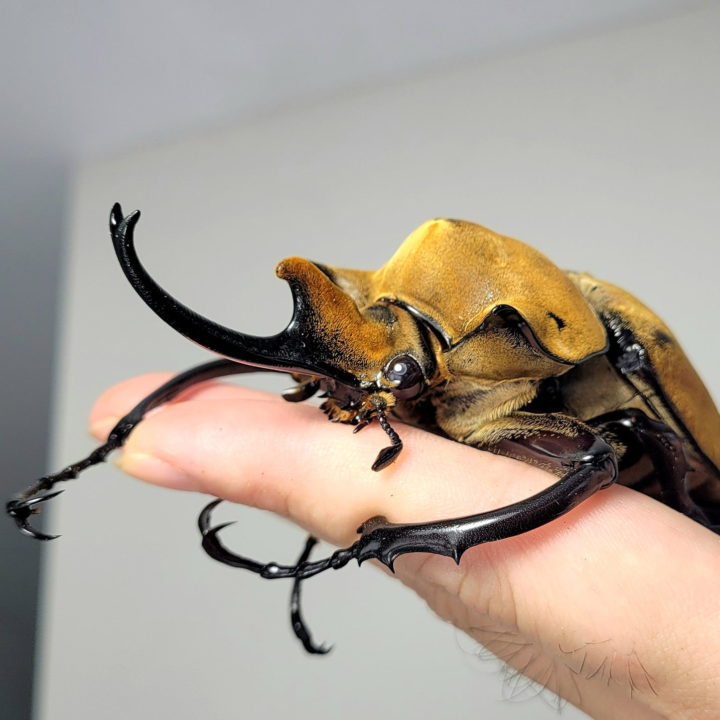 The Elephant Beetle (Megasoma elephas elephas)