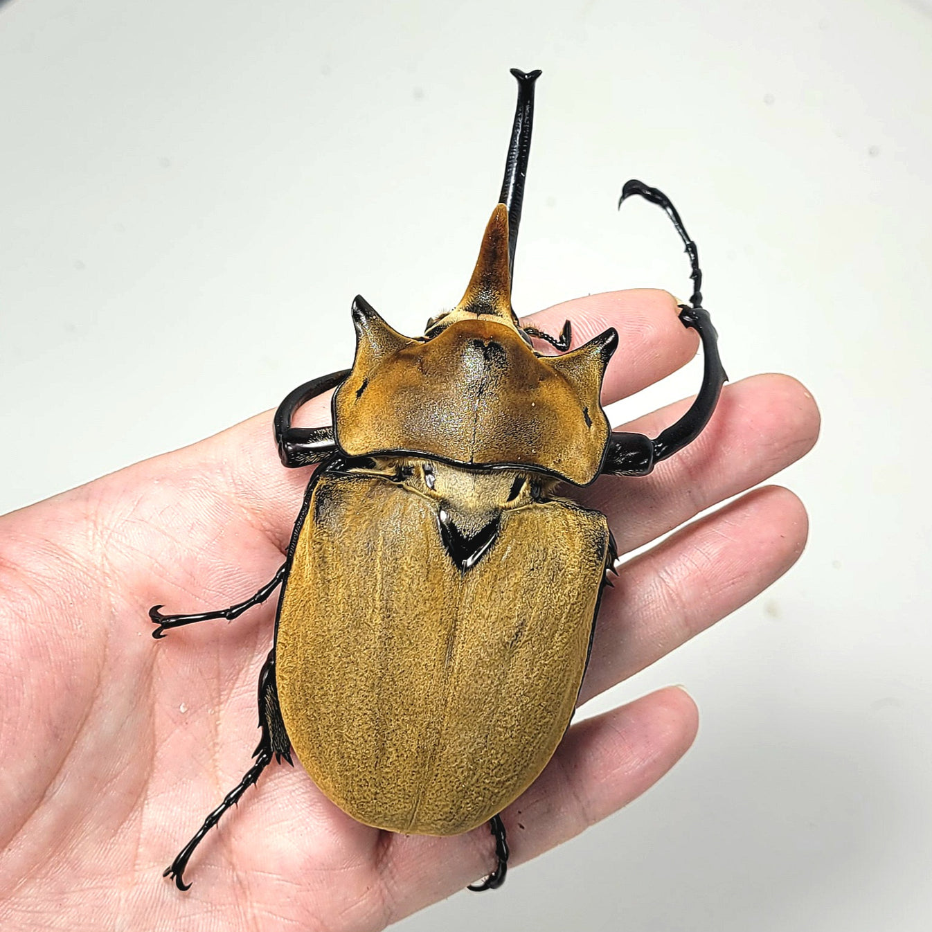 (On Sale!) The Elephant Beetle (Megasoma elephas elephas) – James ...