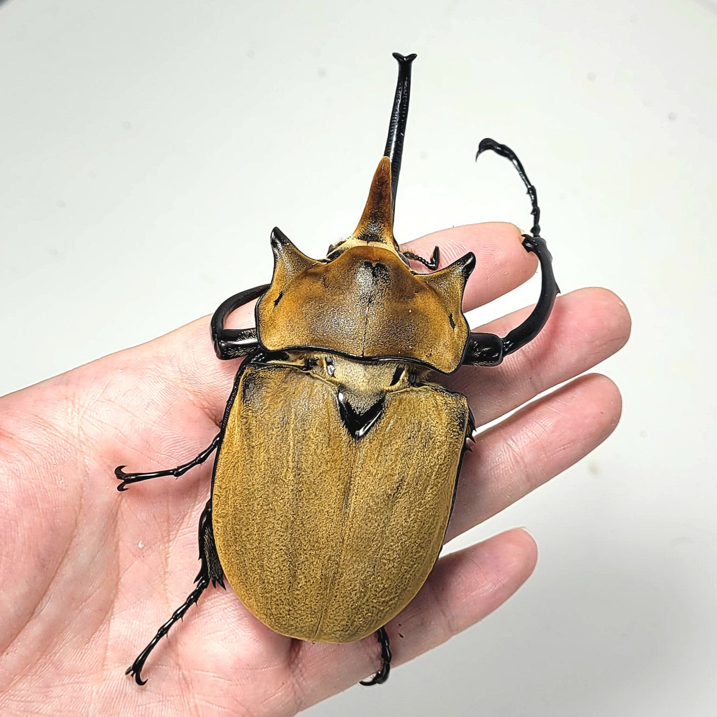 The Elephant Beetle (Megasoma elephas elephas)