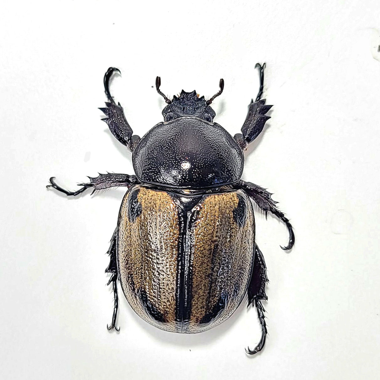 Brachysiderus quadrimaculatus