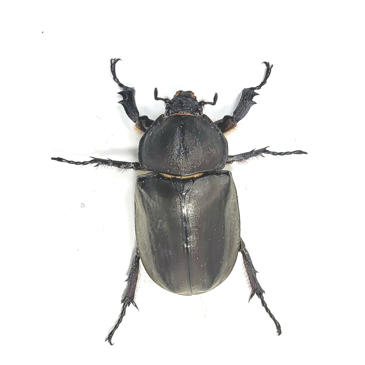 Taiwan Rhino Beetle (Trypoxylus dichotomus tsunobosonu)