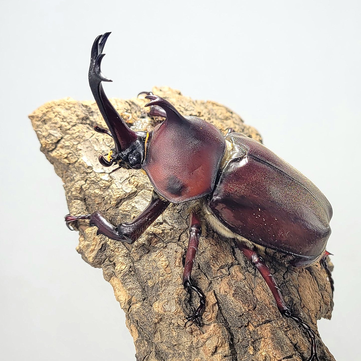 Taiwan Rhino Beetle (Trypoxylus dichotomus tsunobosonu)