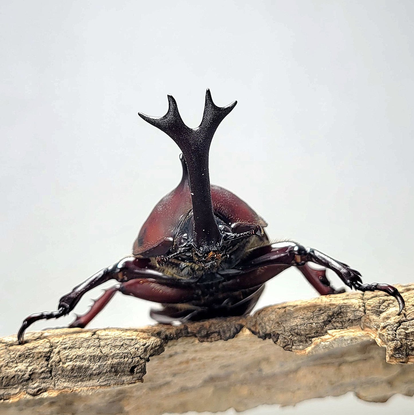 Taiwan Rhino Beetle (Trypoxylus dichotomus tsunobosonu)