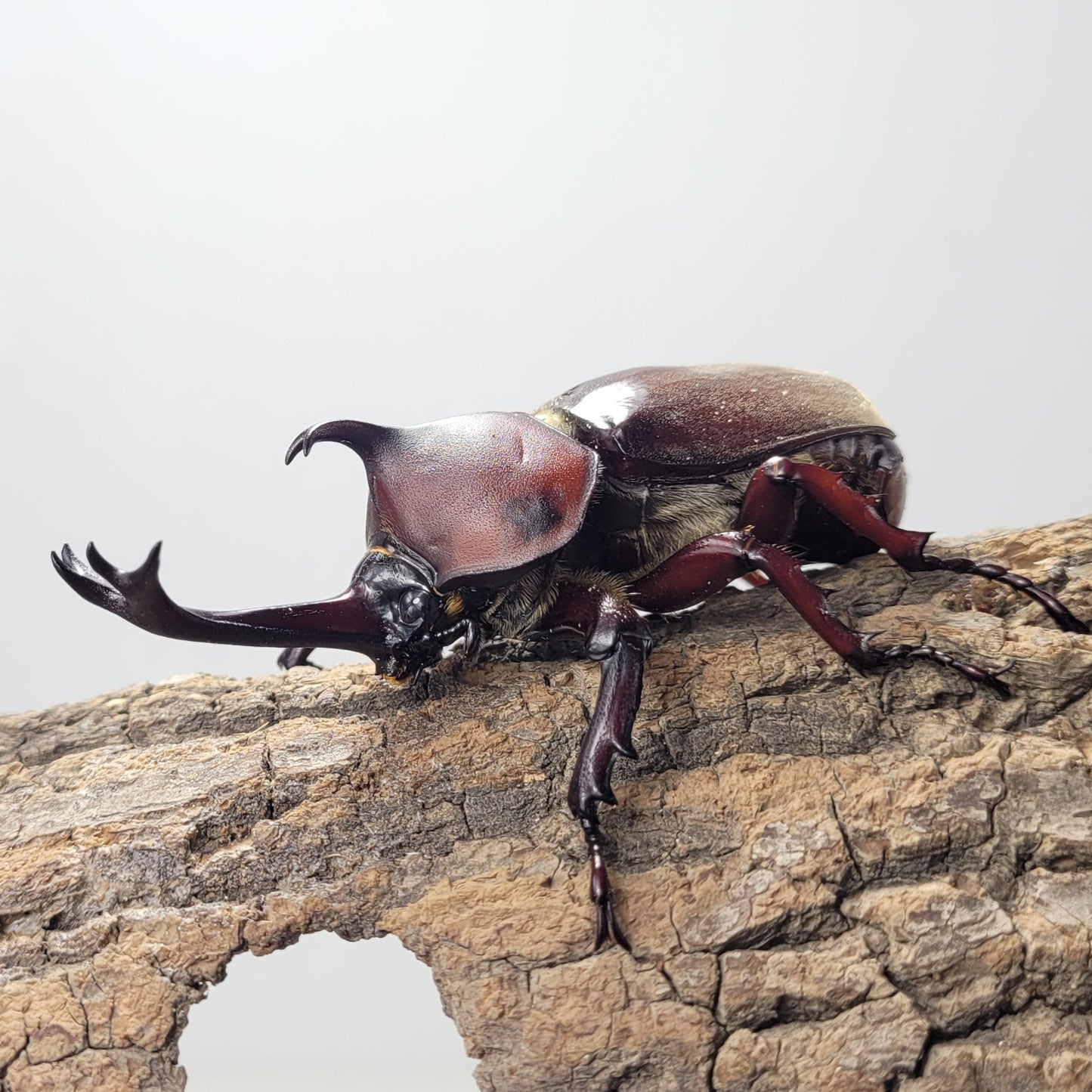 Taiwan Rhino Beetle (Trypoxylus dichotomus tsunobosonu)