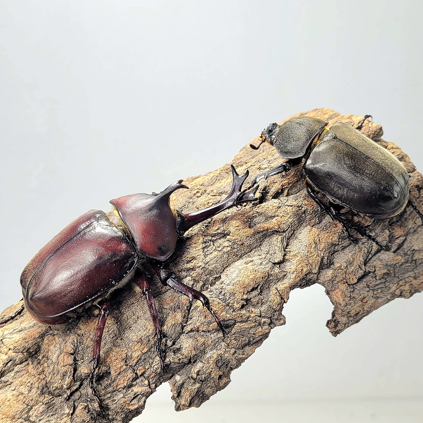 Taiwan Rhino Beetle (Trypoxylus dichotomus tsunobosonu)