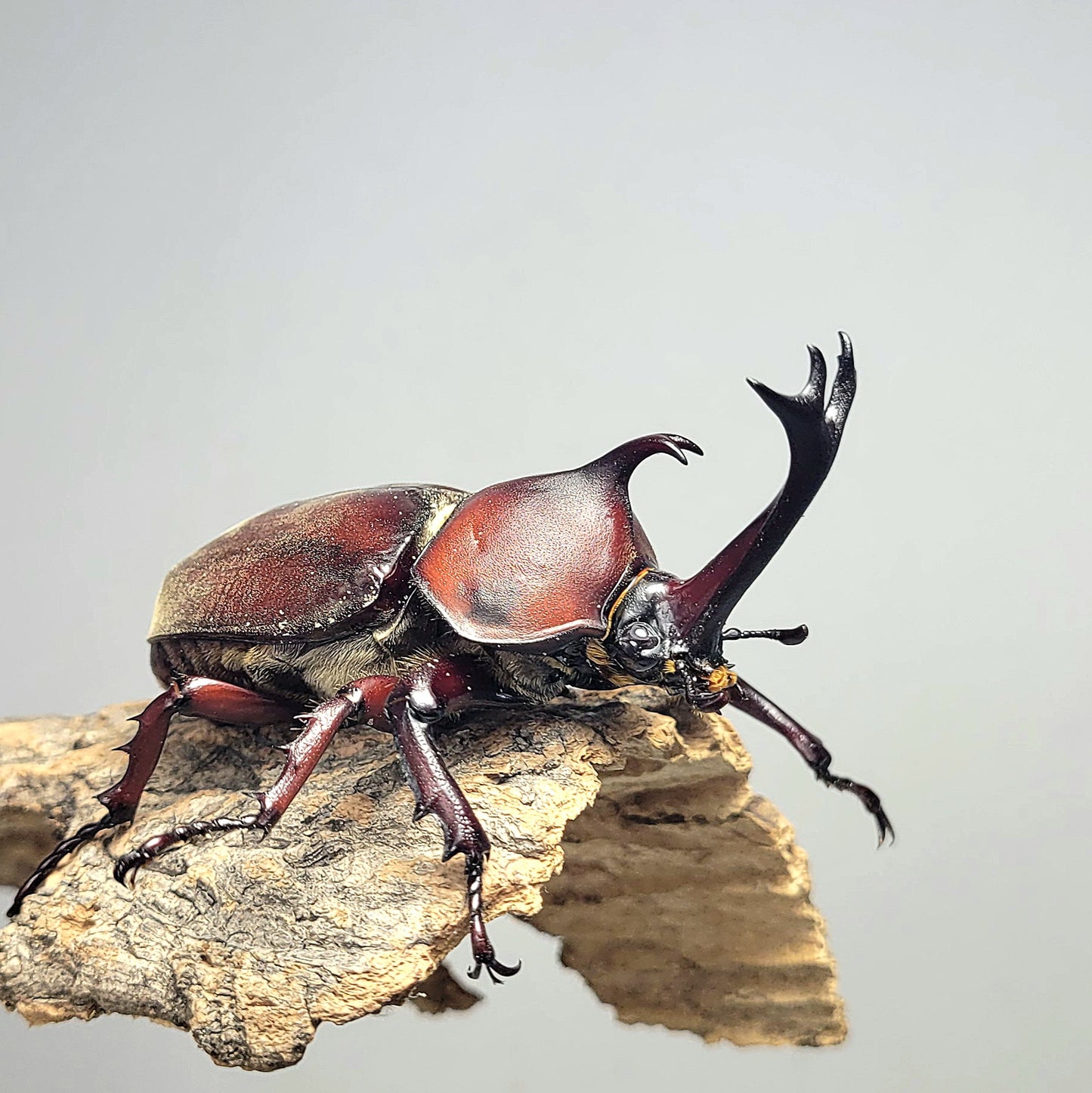 Taiwan Rhino Beetle (Trypoxylus dichotomus tsunobosonu)