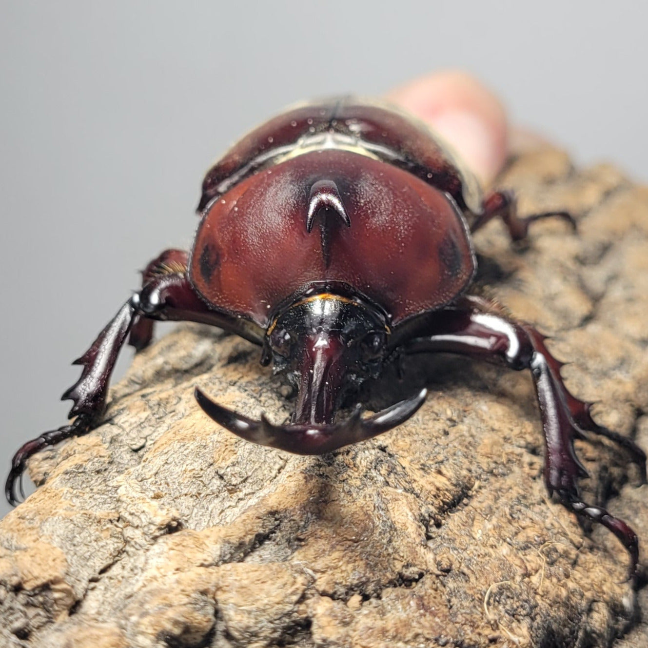 Taiwan Rhino Beetle (Trypoxylus dichotomus tsunobosonu)