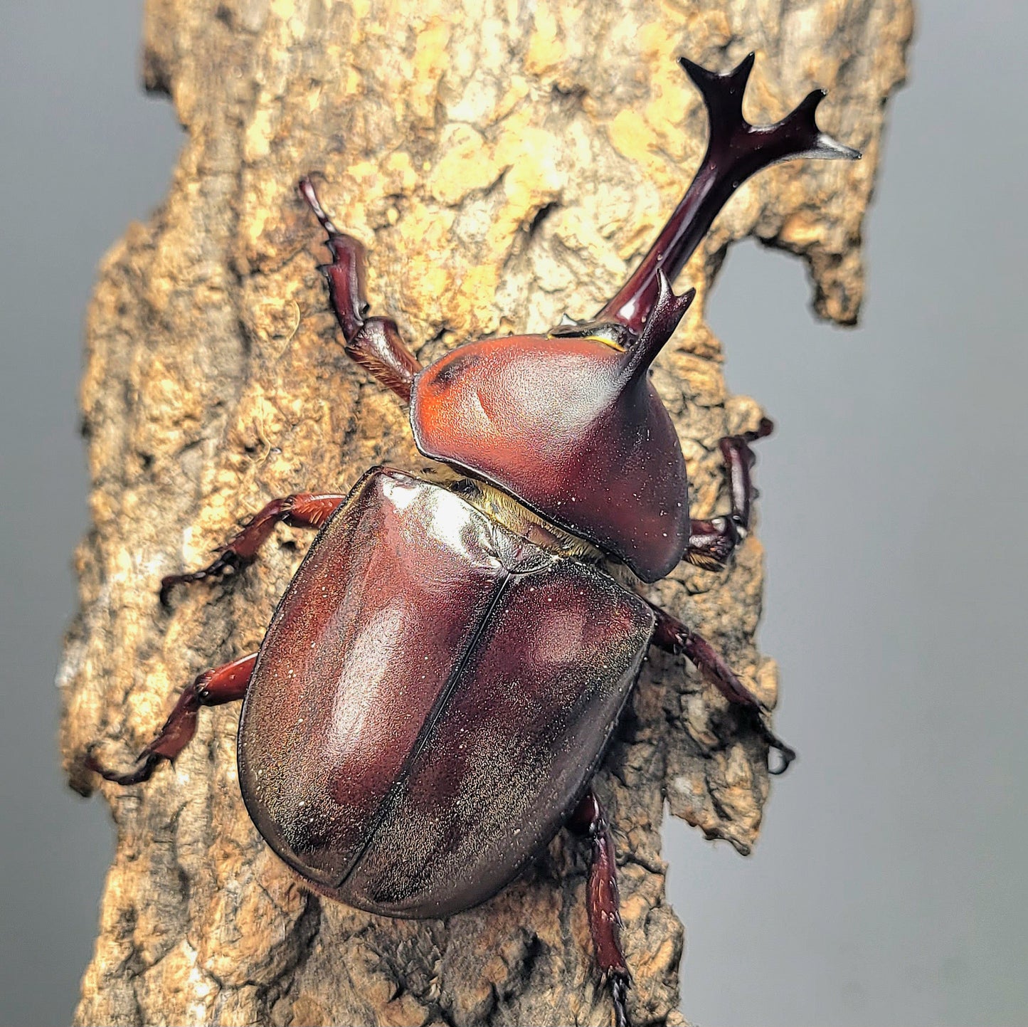 Taiwan Rhino Beetle (Trypoxylus dichotomus tsunobosonu)