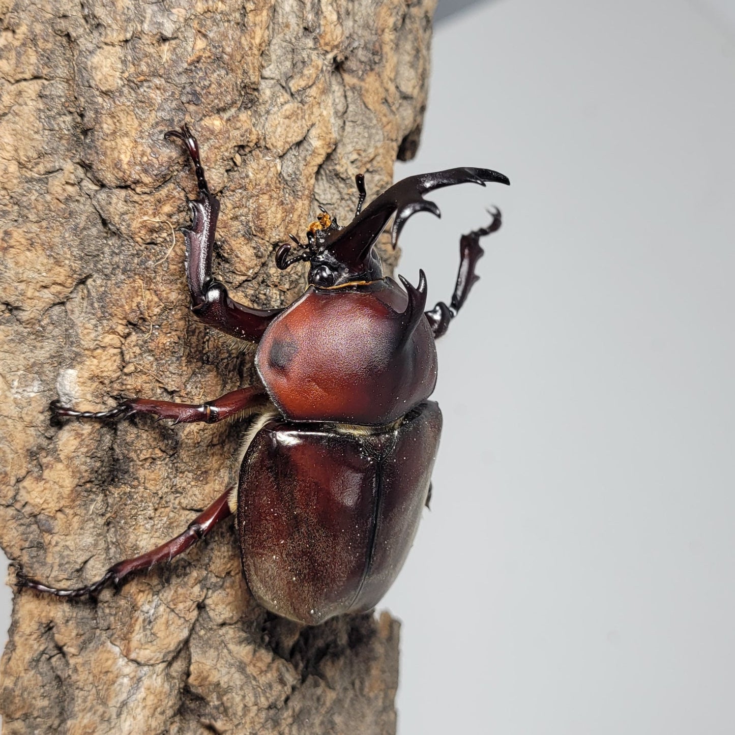 Taiwan Rhino Beetle (Trypoxylus dichotomus tsunobosonu)