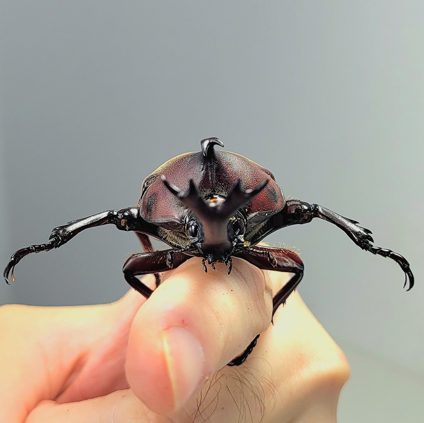 Taiwan Rhino Beetle (Trypoxylus dichotomus tsunobosonu)