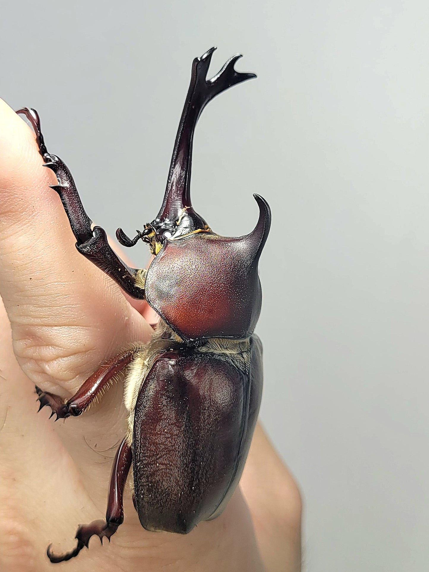 Taiwan Rhino Beetle (Trypoxylus dichotomus tsunobosonu)