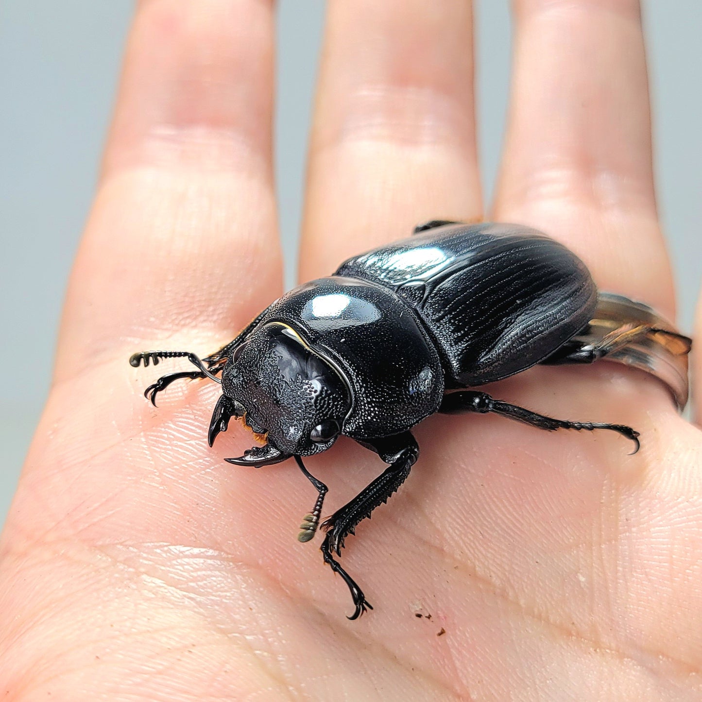 Dorcus Grandis Grandis