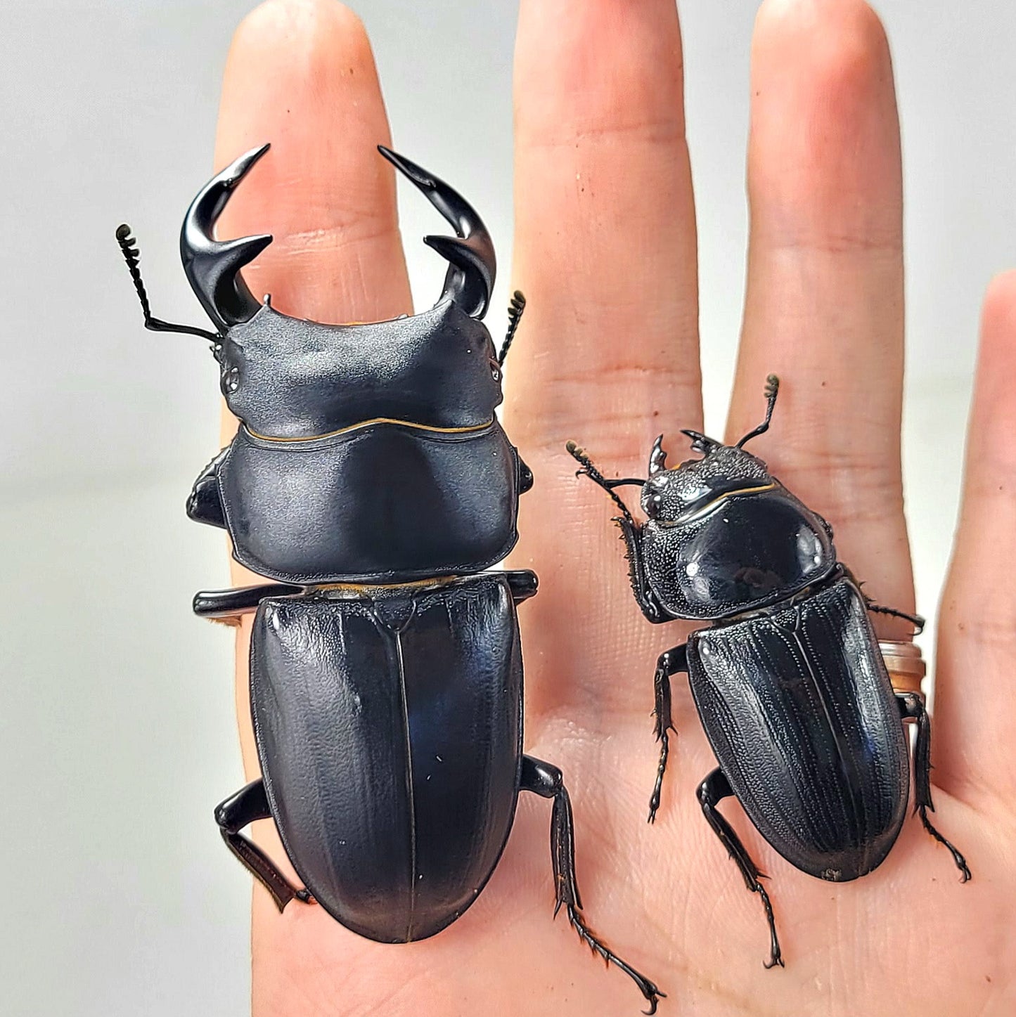 Dorcus Grandis Grandis – James' Beetle Farm