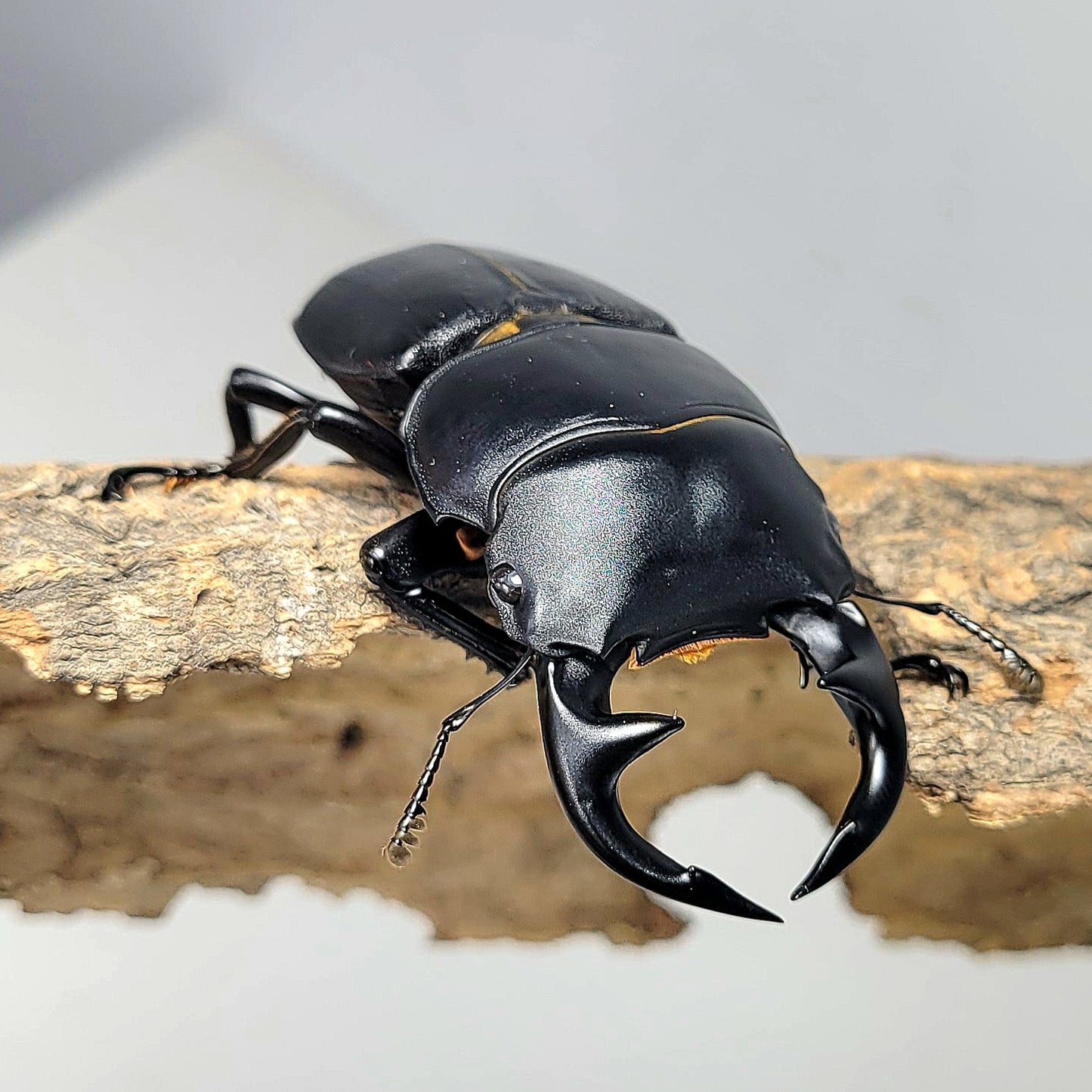 Dorcus Grandis Grandis