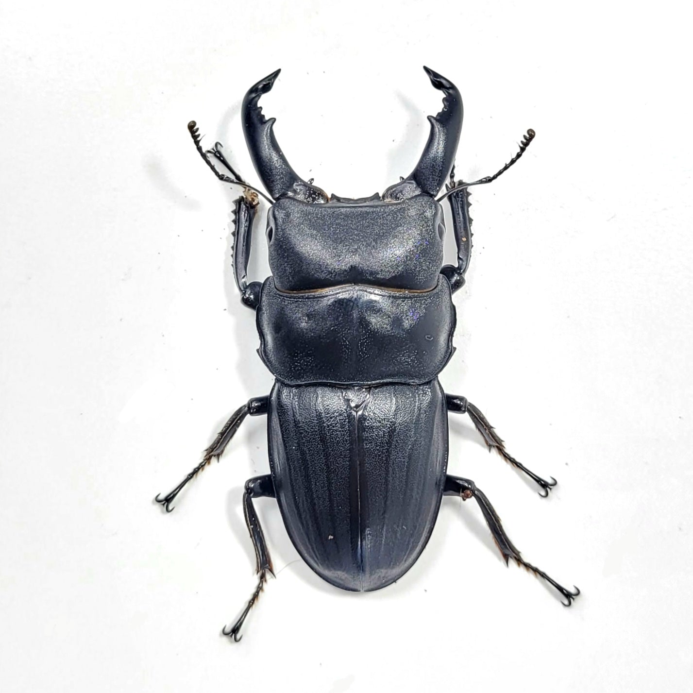 Dorcus metacostatus