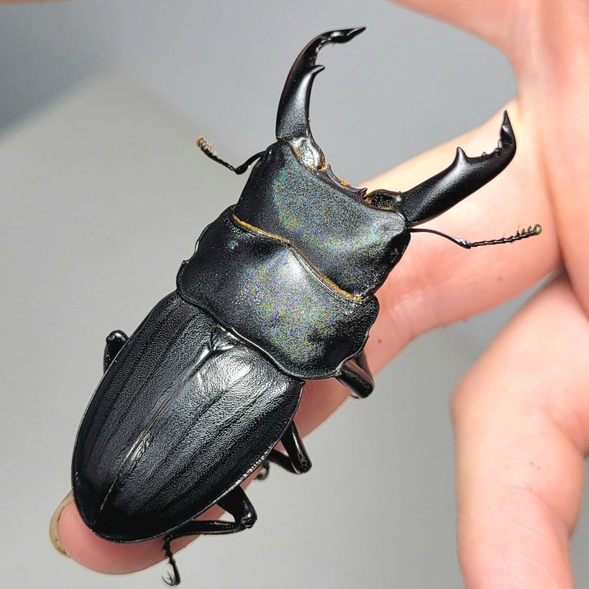 Dorcus metacostatus – James' Beetle Farm