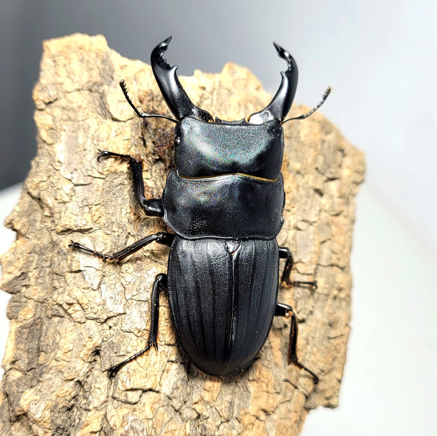 Dorcus metacostatus