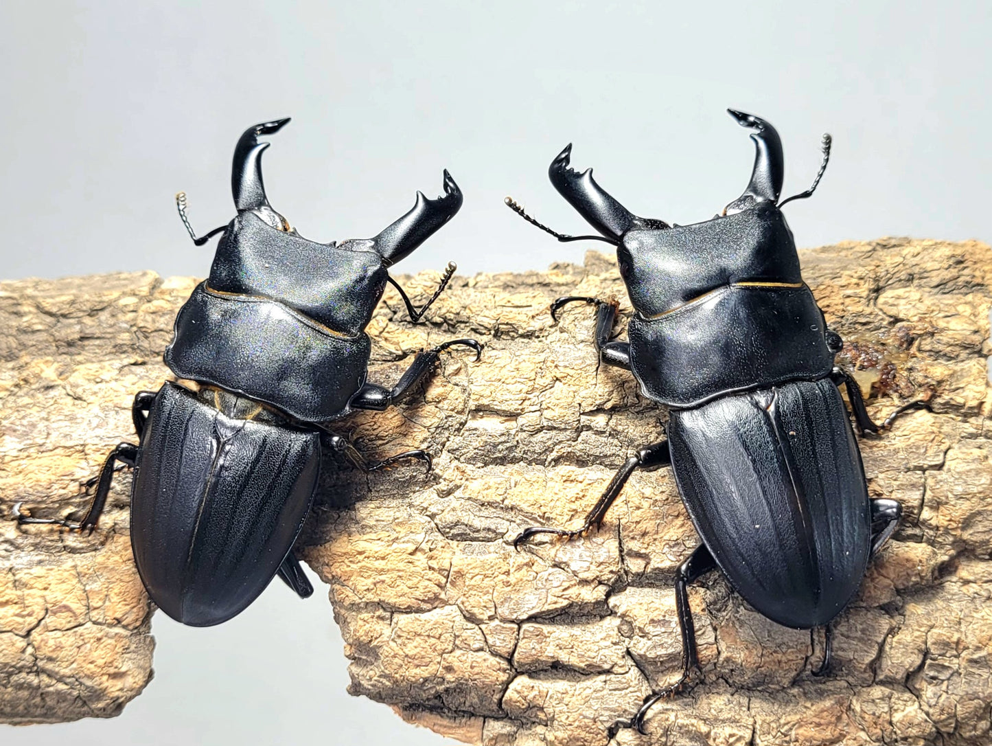 Dorcus metacostatus