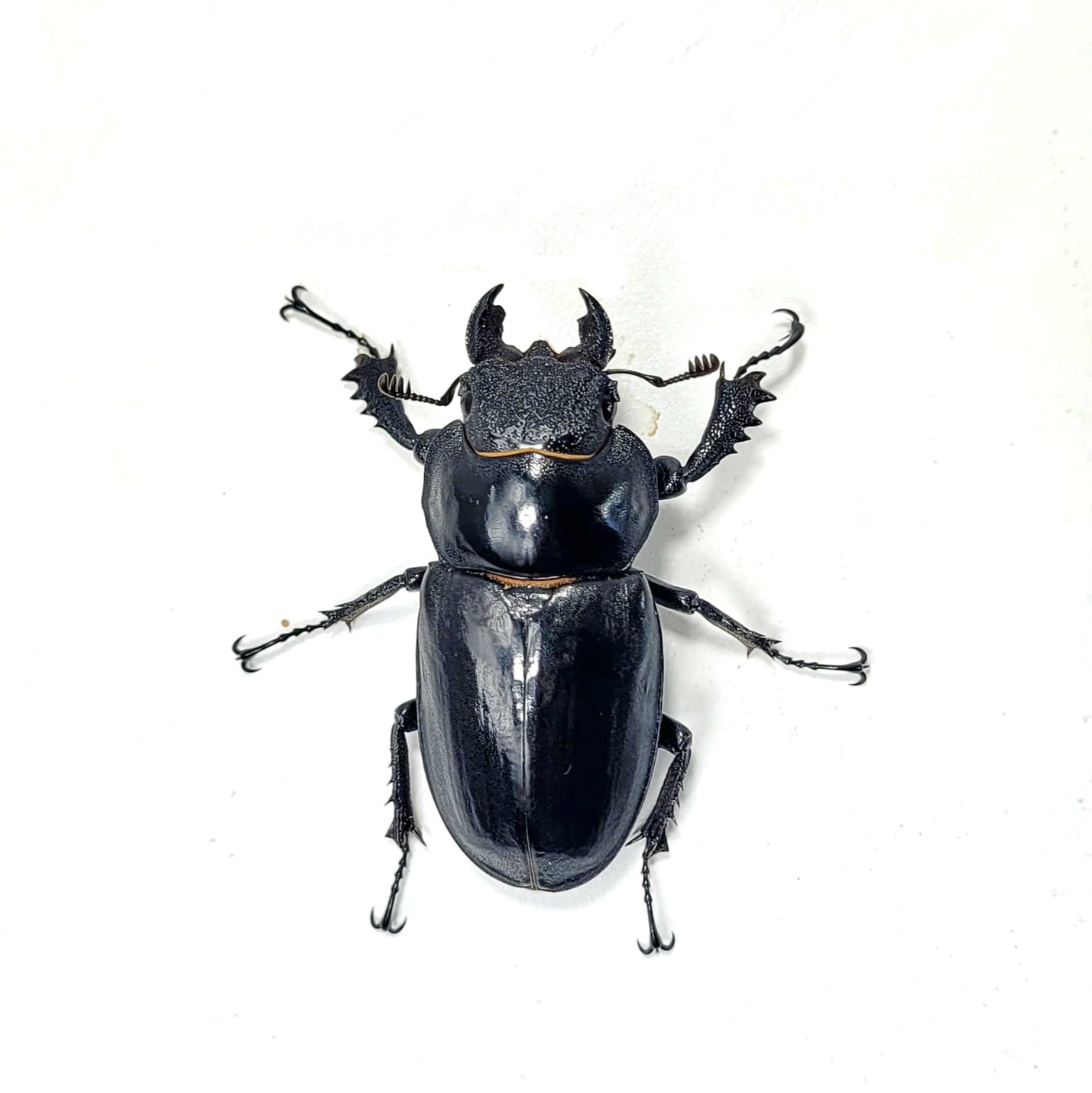 Lucanus formosanus