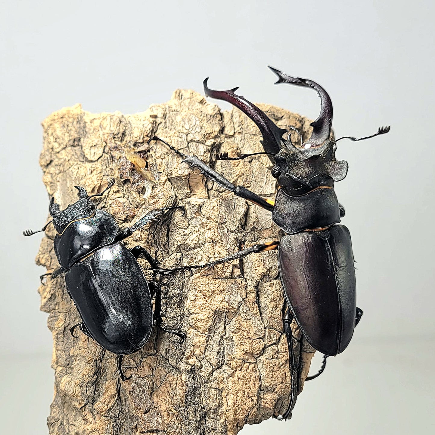 Lucanus formosanus