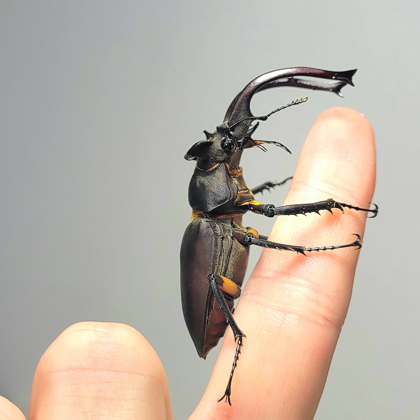 Lucanus formosanus