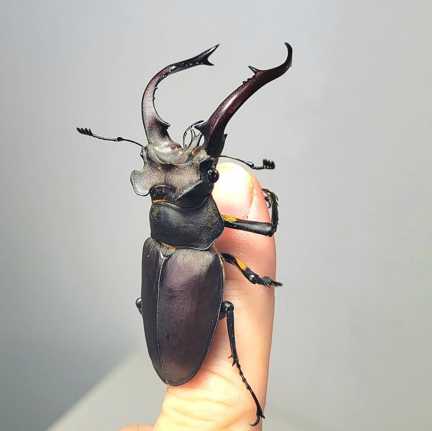 Lucanus formosanus