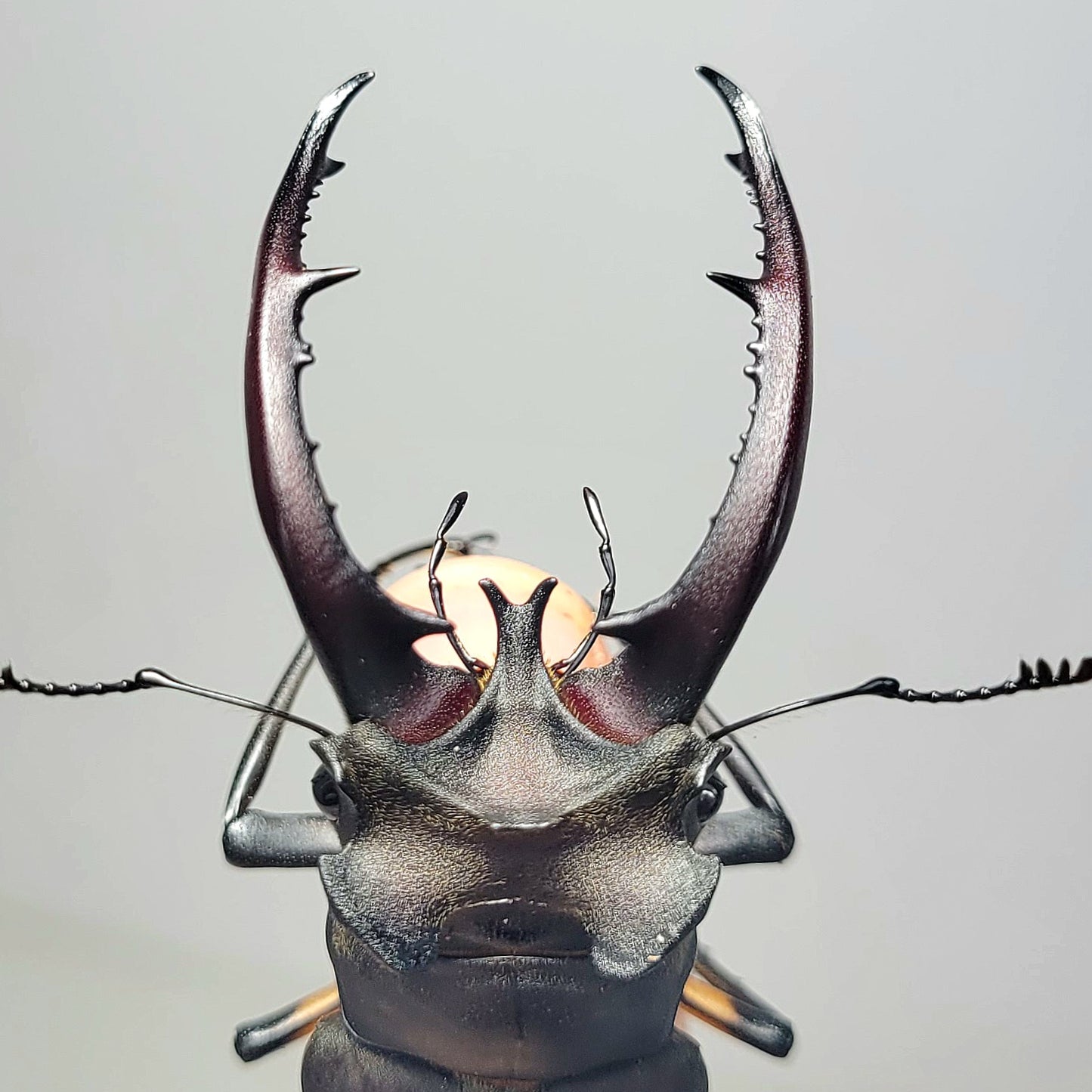 Lucanus formosanus