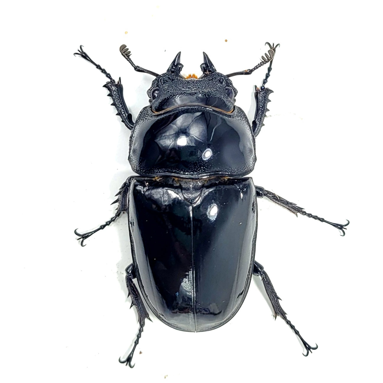 Tarandus Stag Beetle (Mesotopus tarandus)