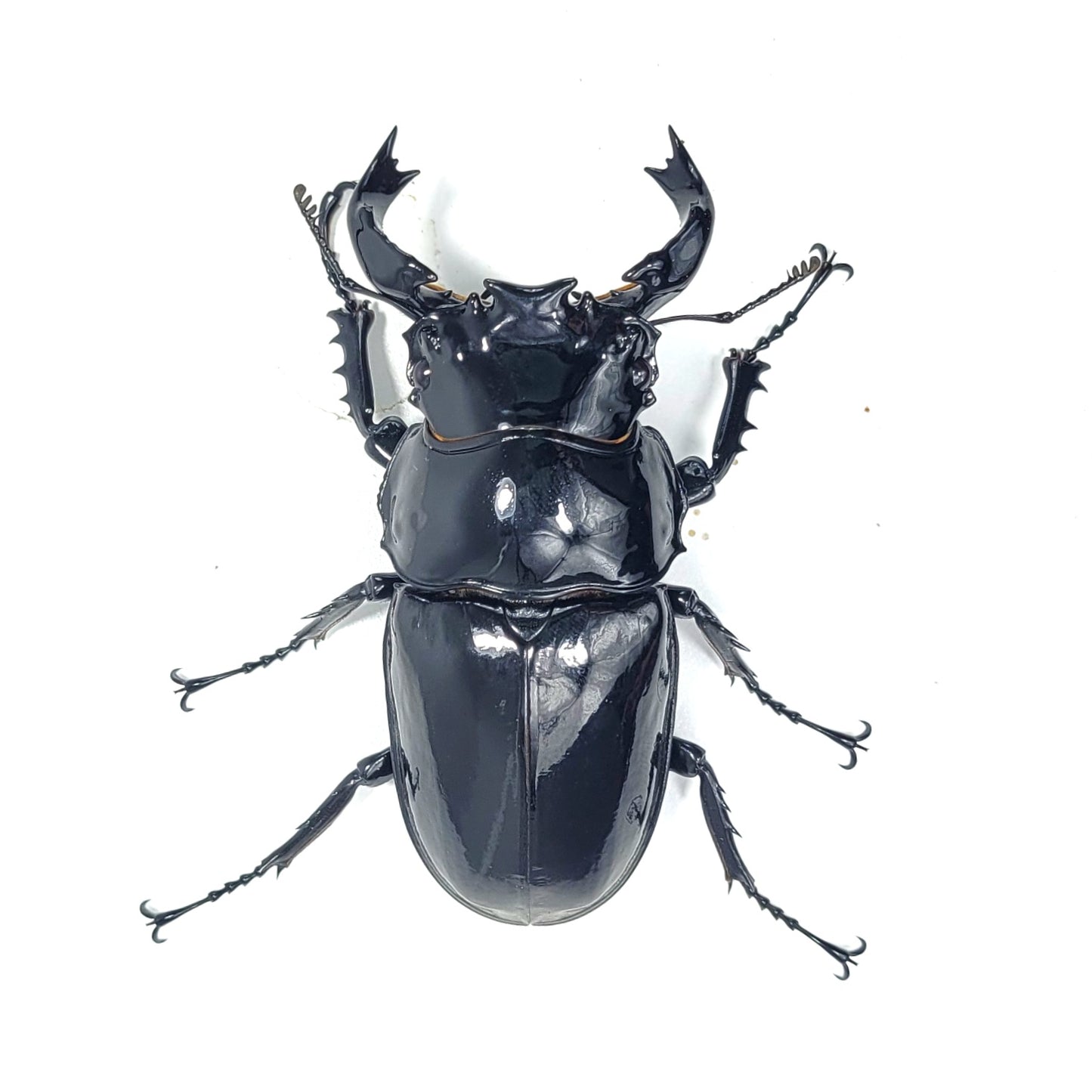 Tarandus Stag Beetle (Mesotopus tarandus)