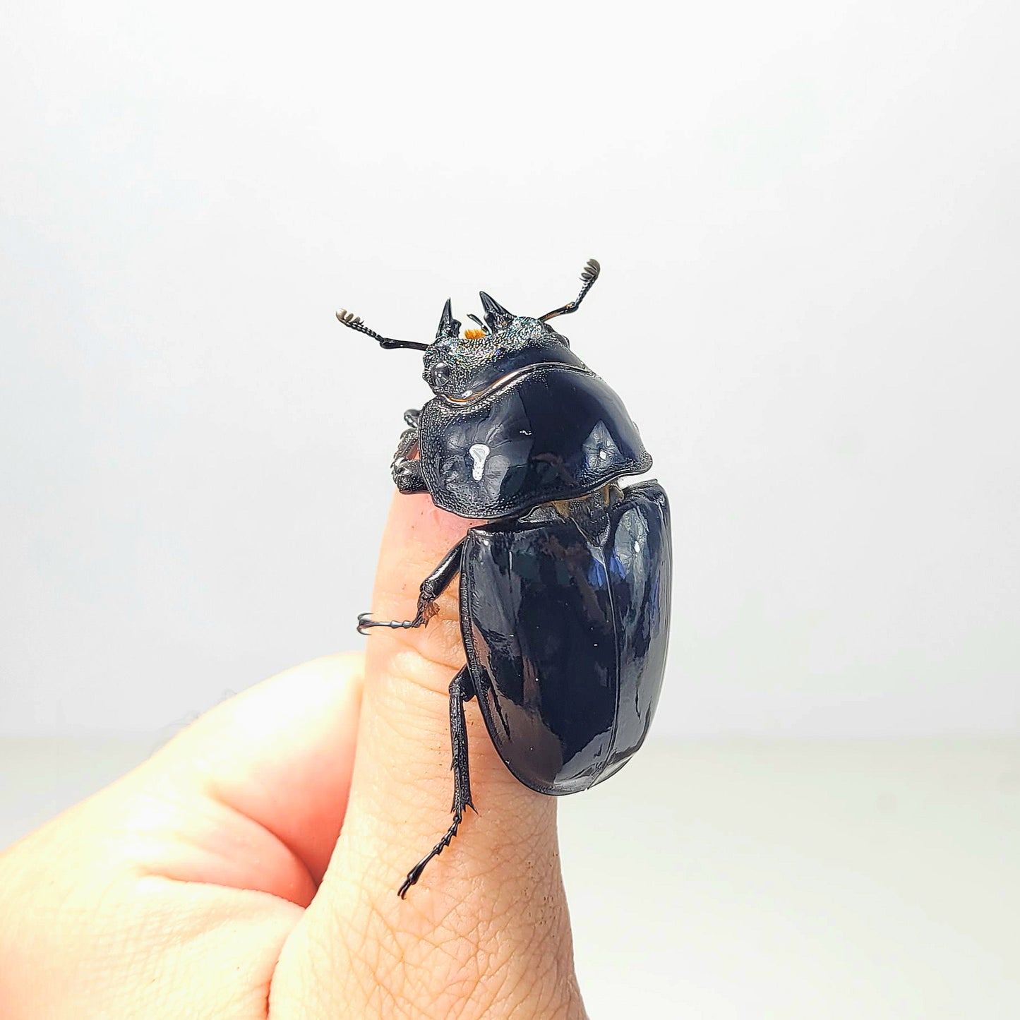 Tarandus Stag Beetle (Mesotopus tarandus)