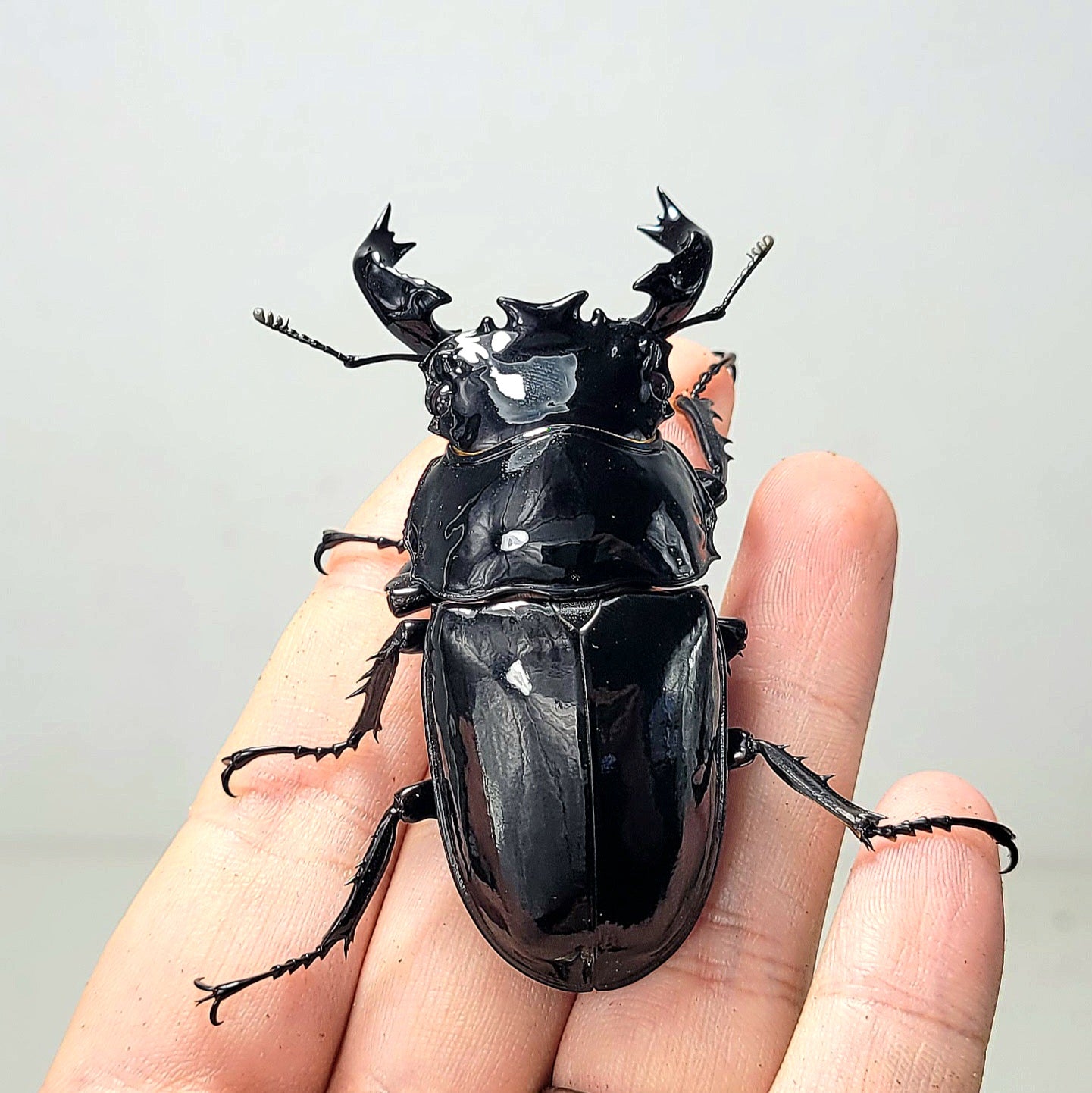 Tarandus Stag Beetle (Mesotopus tarandus)