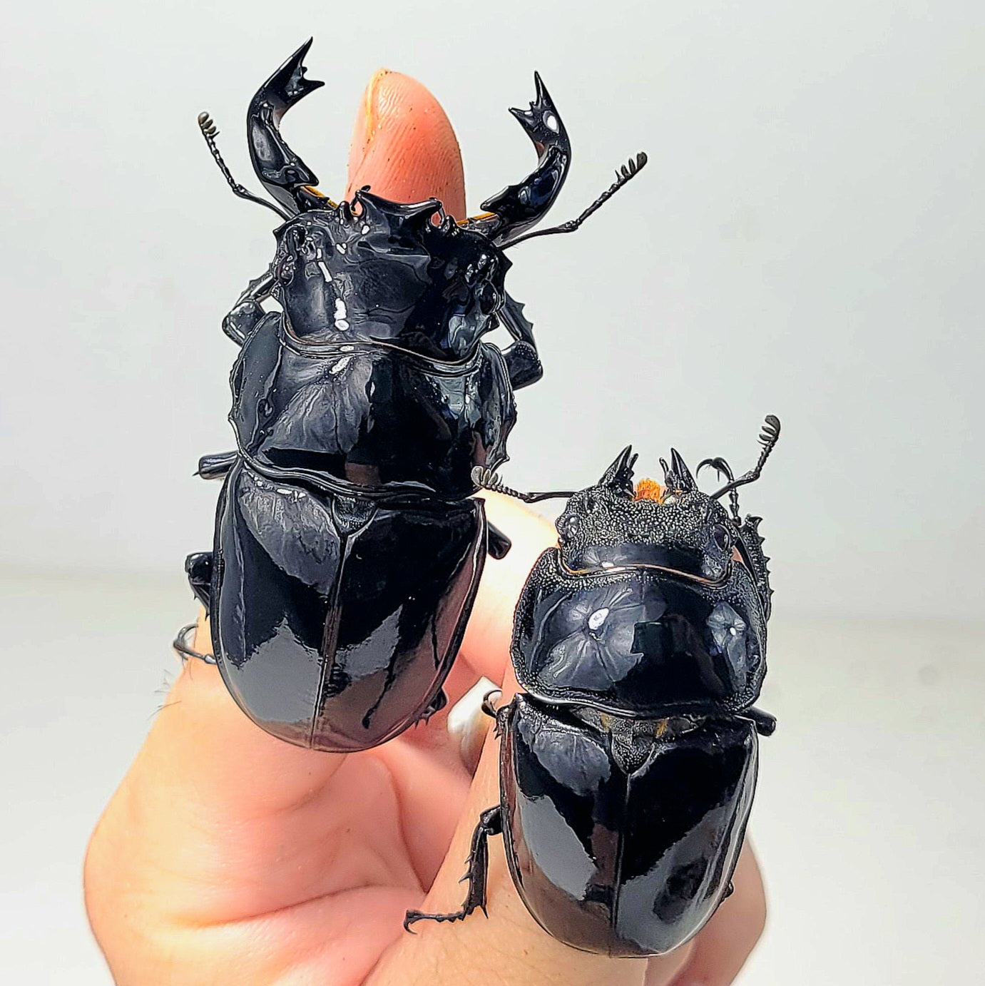 Tarandus Stag Beetle (Mesotopus tarandus)