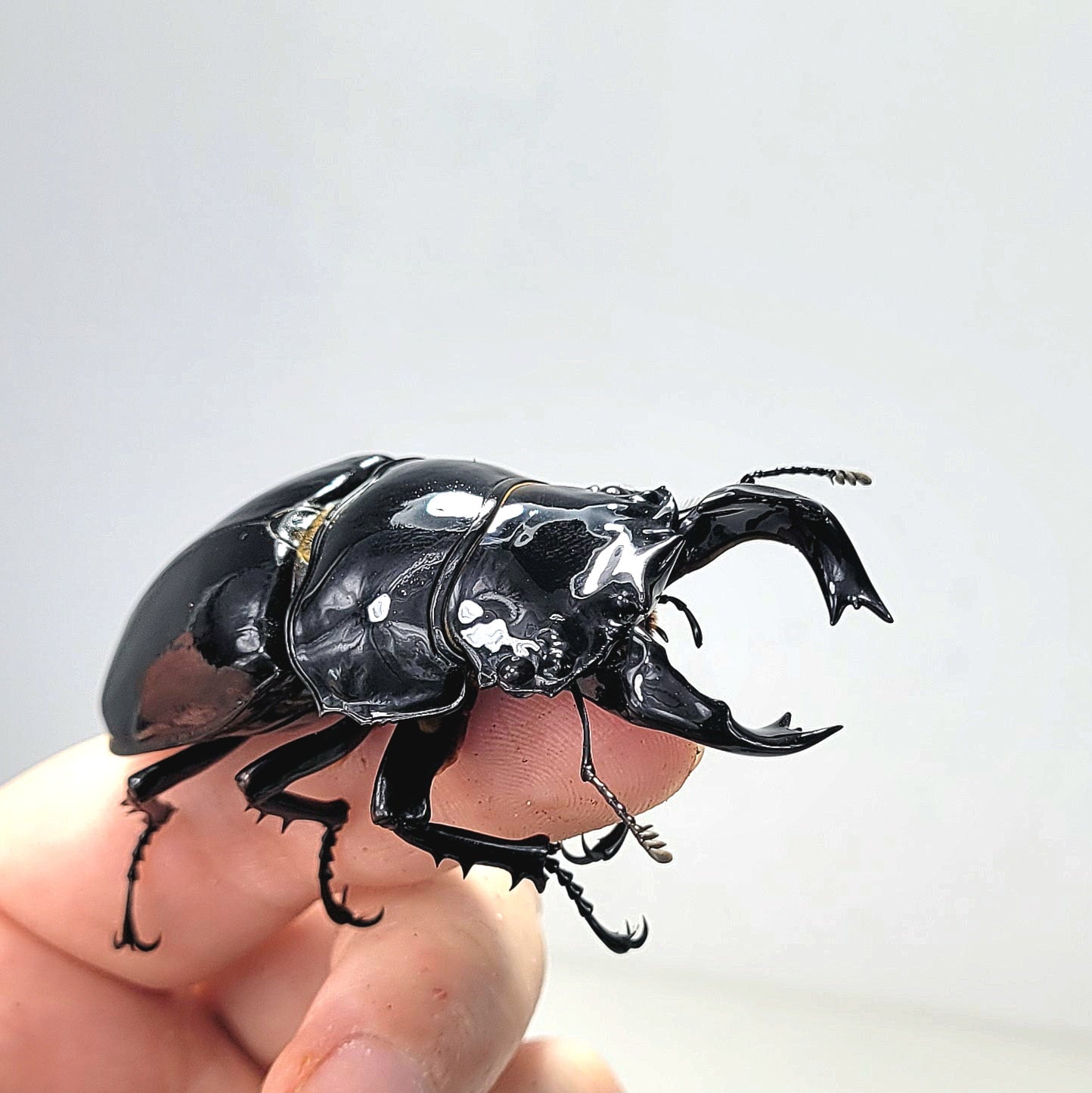 Tarandus Stag Beetle (Mesotopus tarandus)