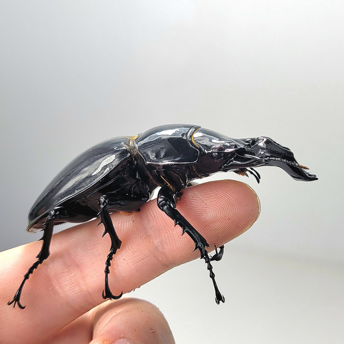 Tarandus Stag Beetle (Mesotopus tarandus)