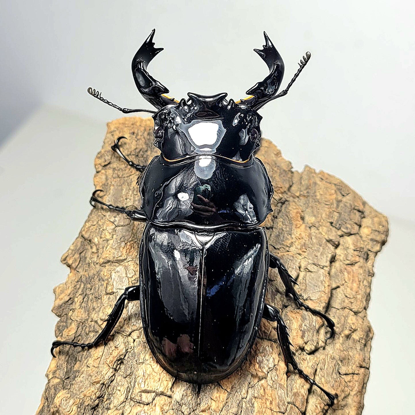 Tarandus Stag Beetle (Mesotopus tarandus)