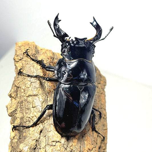 Tarandus Stag Beetle (Mesotopus tarandus)