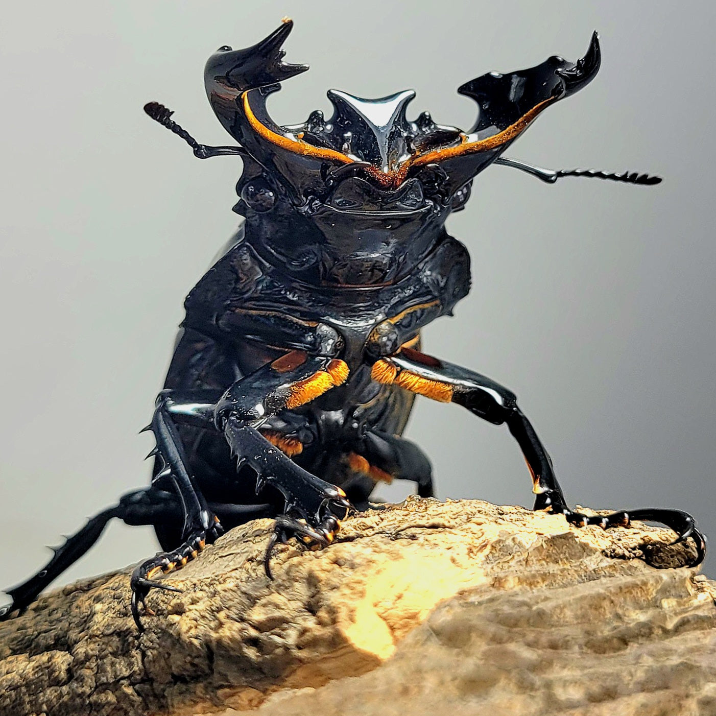 Tarandus Stag Beetle (Mesotopus tarandus)